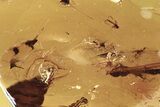 Fossil Dark-Winged Fungus Gnat Swarm (Sciaridae) In Baltic Amber #300688-1